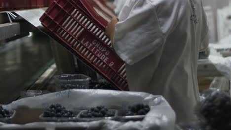 Worker-packages-freshly-harvest-organic-grapes-on-an-industrial-vineyard-processing-facility