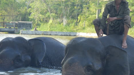 Elefante-De-Sumatra-Durante-La-Hora-Del-Baño-Con-Un-Amigo,-Con-Mahout-De-Entrenador
