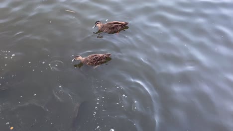 Feeding-ducks-and-fish-at-the-pond-at-Sydney-Centennial-Park