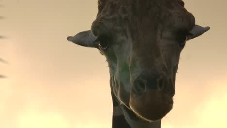 Die-Süße-Giraffe-Schlägt-Während-Der-Goldenen-Stunde-Ihr-Ohr-Zurück