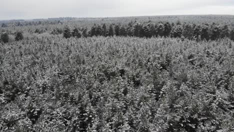 Schneebedeckte-Baumkronen-Im-Schneebedeckten-Kings-Forest-Am-Stadtrand-Von-Bury-St.-Edmunds,-Suffolk,-Großbritannien