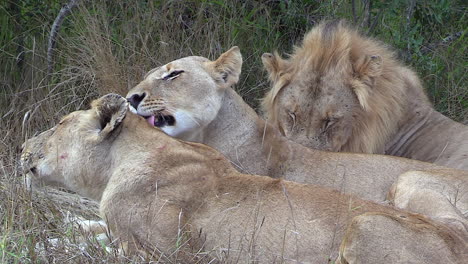 Close-view-of-lionesses-lying-on-tall-grass-and-grooming-next-to-male