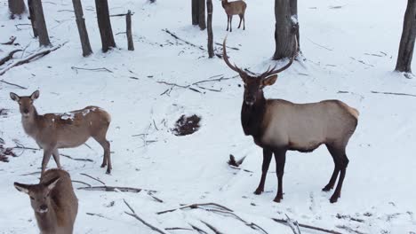 bull-elk-closeup-in-winter-with-his-herd