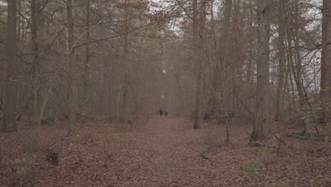 two-men-in-the-distance-walking-through-a-path-in-the-middle-of-a-forest-in-england-uk