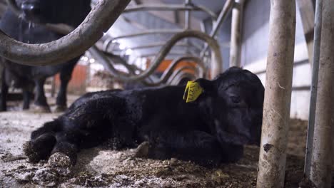 Low-angle-close-up-of-two-days-old-black-baby-angus-calf-resting-and-exploring-the-world
