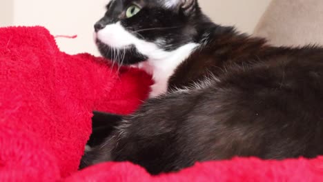 Bicolor-Cat-Playing-With-A-Person-While-Resting-On-A-Red-Blanket---close-up