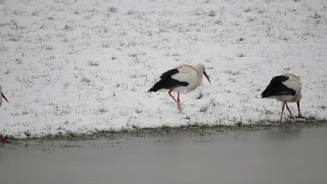 Family-of-storks-walking-along-frozen-lake-shore-with-snow-on-the-grass-in-background