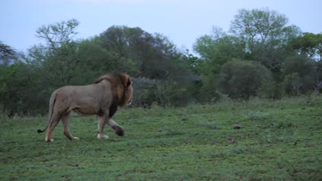 Panning:-Powerful-male-Black-Mane-Lion-walks-up-grassy-slope,-evening