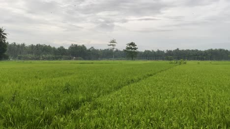 Authentic-Rice-Fields-on-Tropical-Island-in-Southeast-Asia