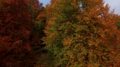 Bewegen-Sie-Sich-Nach-Unten,-Luftaufnahme-Von-Wunderschönen-Bäumen-In-Der-Natürlichen-Landschaft-Eines-Wilden-Waldes-Im-Farbenfrohen-Herbst-Im-Iran-–-Landeposition