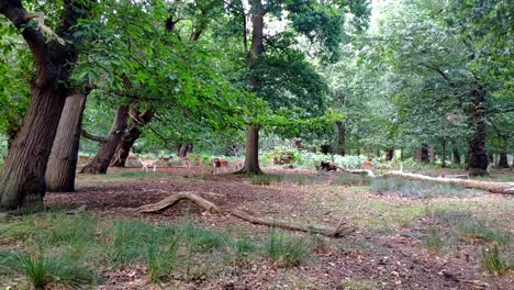 Man-Sieht-Eine-Ziemlich-Große-Gruppe-Junger-Hirsche,-Die-In-Einem-Von-Bäumen-Umgebenen-Gebiet-Im-Richmond-Park-In-London-Umherstreifen