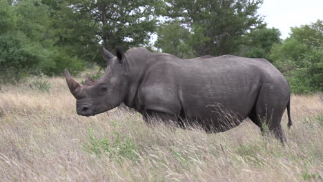 Rinocerontes-Blancos-De-Pie-En-Las-Praderas-Abiertas-En-El-Desierto-Africano