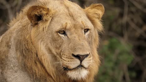 Lion-Turns-to-Look-at-Camera-and-Blinks,-Slow-Motion-Close-Up-on-Face