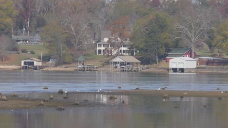 Casas-Junto-Al-Lago-Barra-De-Arena-Pájaros-Patos-Grúa-Vida-Silvestre-Cámara-Lenta