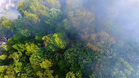 Aerial-view-above-a-burnt-smoking-forest-area,-aftermath-of-a-wildfire---top-down,-drone-shot