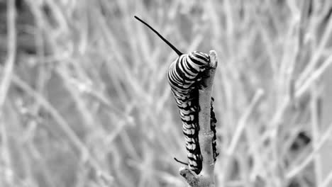 monarch-butterfly-Danaus-plexippus-caterpillar-black-and-white-greyscale-abstract-feeding-on-a-plant-branch-insect-larval-stage-artistic-modern-art-abstract-design-creative-videography-nature-outdoor