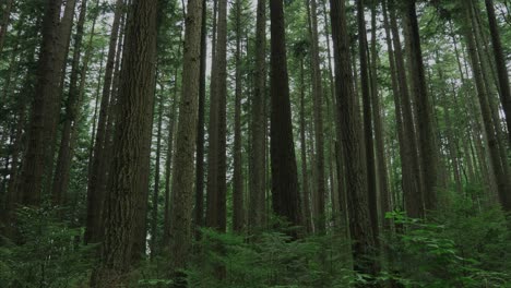 Vancouver-Britisch-Kolumbien-Wald