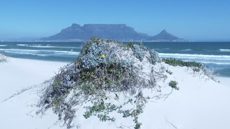 Table-Mountain-on-a-clear-day-from-across-Table-Bay-in-Cape-Town,-tilt-up-from-a-sand-dune
