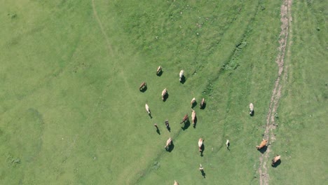 Aerial-view-from-drone-of-people-amongst-cows-in-the-middle-of-a-green-field-in-Georgia