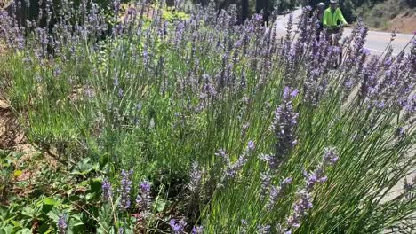 Camera-focusing-on-bees-and-butterflies-weaving-in-and-out-of-purple-lavender-flowers-with-people-on-bikes-passing-by-in-the-background