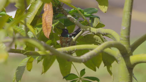 Die-Kolibri-Mutter-Kommt-Am-Nest-An,-Setzt-Sich-Hin,-Brütet-Eier-Aus-Und-Wärmt-Sie-Vorsichtig-Auf