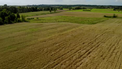 Aerial-footage-over-gold-field-close-up,-light-composition-in-natural-landscape-on-day,-village-climate-at-harvest-time-in-Eastern-Poland