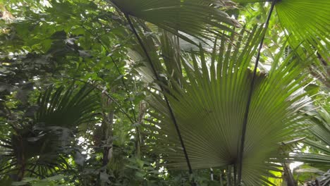 walking-through-the-tropical-palm-house-at-Kew-Gardens-in-London,-home-to-many-exotic-plants-in-their-temperate-greenhouses