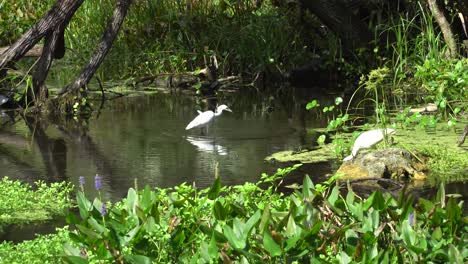 Weißer-Ibis-Im-Kelly-Park-In-Der-Nähe-Von-Orlando-Und-Apopka,-Florida