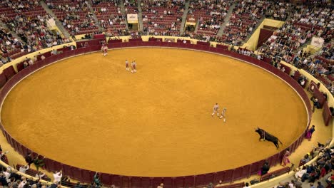 Equipo-De-Forcados-Provoca-Un-Toro-Para-Cargarlos-Durante-La-Corrida-De-Toros-En-Lisboa,-Portugal