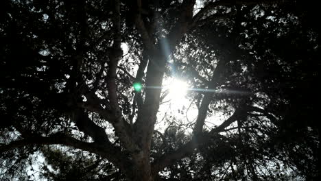 Das-Sonnenlicht-Der-Sonne-Flackert-Und-Scheint-Durch-Die-Äste,-Während-Der-Baum-Im-Wind-Schwankt