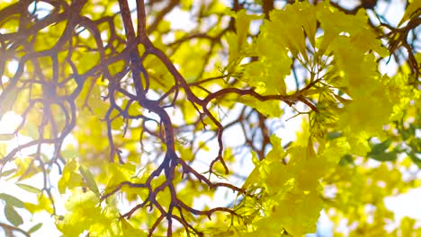 The-Beautiful-Bright-Yellow-Kibrahacha-Tree-Flowers-Of-Curacao-Dancing-By-The-Wind---Close-Up-Shot