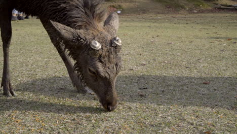 Male-Japanese-Sika-deer-or-buck-grazing-in-Nara-park,-medium-shot