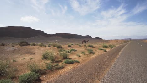 Slow-Motion-Shot-Approaching-Camel-on-the-Side-of-the-Road-in-the-Sahara-Desert,-Morocco