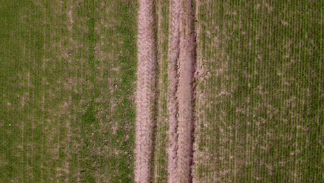 Aerial-view-of-lines-of-tractor-tracks-and-crops-freshly-planted-in-a-field-in-spring,-farming-agriculture-and-food-production,-copy-space,-ascending-wide-angle-birds-eye-drone-shot