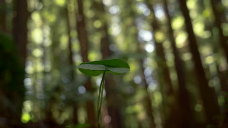 Tree-sapling-growing-in-forest-with-tall-Redwoods-in-blurry-background