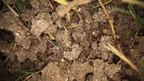 Wide-angle-macro-shot-of-disturbed-fire-ant-mound