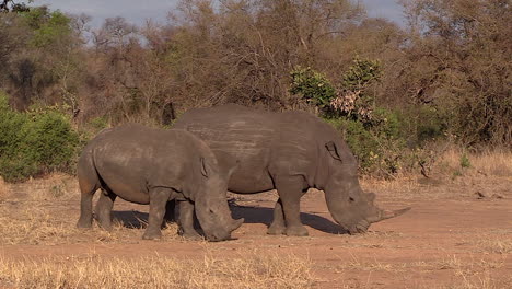Rinocerontes-Blancos-Del-Sur-Pastando-En-La-Naturaleza