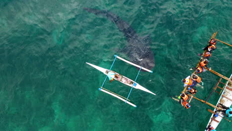 Vista-Aérea-De-Un-Pescador-Alimentando-A-Un-Tiburón-Ballena-Mientras-Los-Turistas-Miran-Dentro-Del-Agua-En-Oslob,-Cebu,-Filipinas
