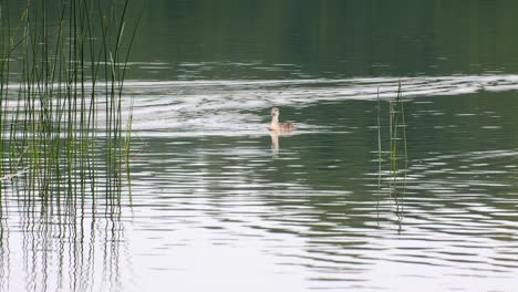 Calm-summer-landscape-of-forest-lake.-Water-bird