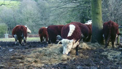 Eine-Gruppe-Von-Hereford-Rindern,-Die-Im-Winter-Auf-Einem-Feld-Weiden,-Temple-Newsam-Farm-Leeds-England