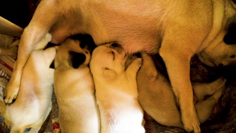 Dog-babies-suckling-at-the-mother,-pug-puppies,-breast-milk