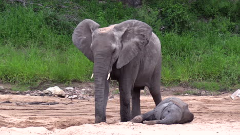 A-young-elephant-resting-in-the-sand-at-its-mother's-feet-as-she-digs-a-hole-with-her-trunk-in-Timbavati,-South-Africa
