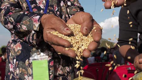 Asian-woman-picking-up-basmati-rice-seeds,-close-up