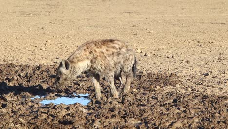 Mangy-Spotted-Hyena-urinates-in-his-drinking-water-in-the-Kalahari