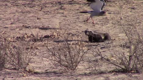 Badger-spins-and-chases-Pale-Chanting-Goshawk-in-the-Kalahari-Desert