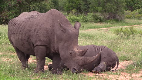 Una-Cría-De-Rinoceronte-Blanco-Amamantando-A-Su-Madre