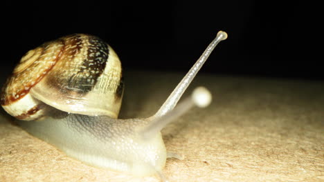 Front-View-Of-A-Yellow-Snail-Moving-Slowly-On-The-Ground-During-Nighttime---Close-Up-Shot