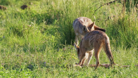 Pair-of-Black-Backed-Jackals-chew-on-bones-from-an-old-carcass-in-the-grassland-plains-of-Botswana
