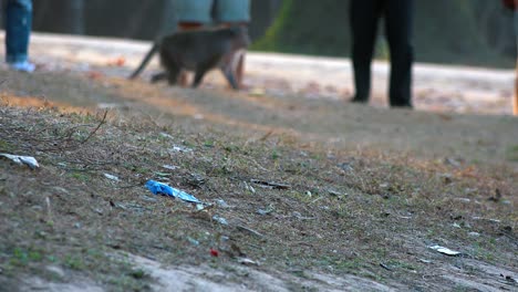 Close-Exterior-Shot-of-Dry-Grass-With-Some-Litter-with-Tourist-Legs-Out-Of-Focus-in-the-Background-then-a-Monkey-Walks-Past
