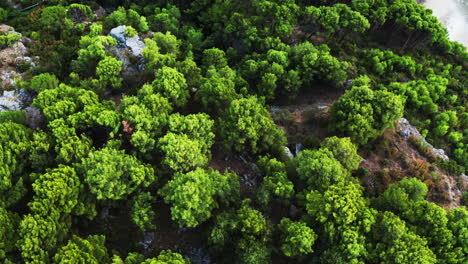 aerial-top-view-of-a-nice-structured-ground-and-saturated-green-trees